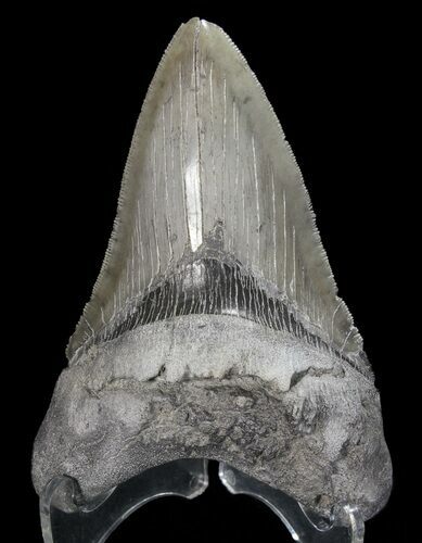 Serrated, Megalodon Tooth - Georgia #63942